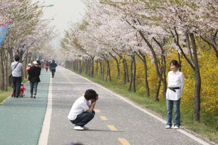 금천한내-벚꽃길(연출) 의 사진143