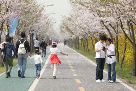 금천한내-벚꽃길(연출) 의 사진144