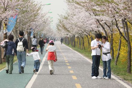 금천한내-벚꽃길(연출) 의 사진147