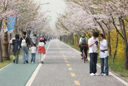 금천한내-벚꽃길(연출) 의 사진148