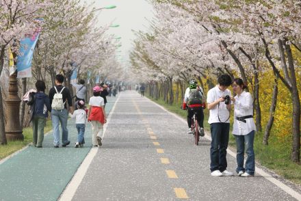 금천한내-벚꽃길(연출) 의 사진149