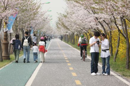 금천한내-벚꽃길(연출) 의 사진150