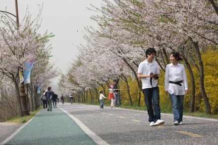 금천한내-벚꽃길(연출) 의 사진151