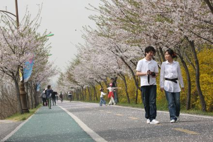 금천한내-벚꽃길(연출) 의 사진152