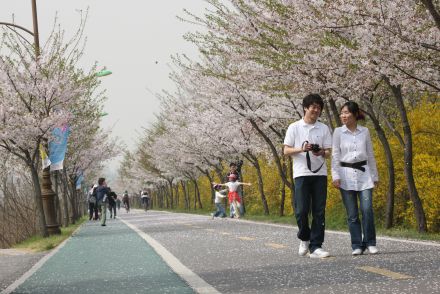 금천한내-벚꽃길(연출) 의 사진153