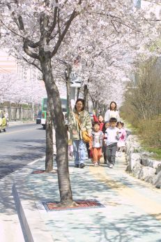 2002 벚꽃십리길 의 사진