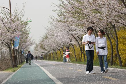 금천한내-벚꽃길(연출) 의 사진154