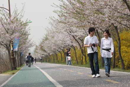 금천한내-벚꽃길(연출) 의 사진157