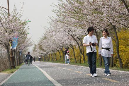 금천한내-벚꽃길(연출) 의 사진158