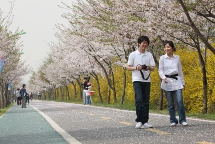금천한내-벚꽃길(연출) 의 사진159