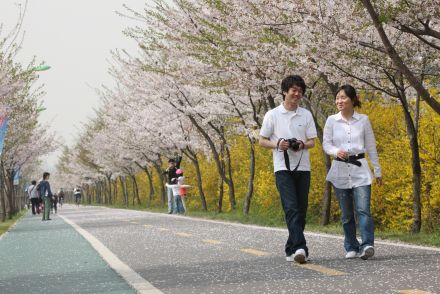 금천한내-벚꽃길(연출) 의 사진160