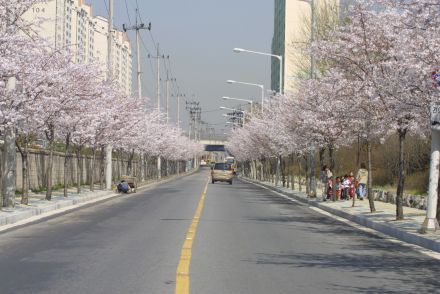 2002 벚꽃십리길 의 사진16