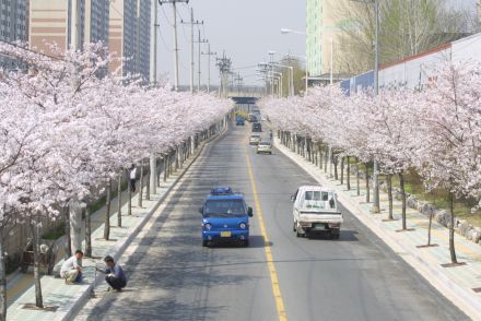 2002 벚꽃십리길 의 사진17