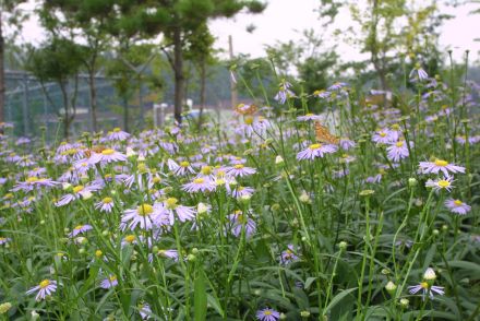 체육공원에 핀 꽃 의 사진5