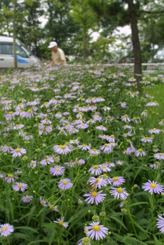체육공원에 핀 꽃 의 사진6