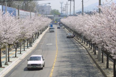 2002 벚꽃십리길 의 사진18