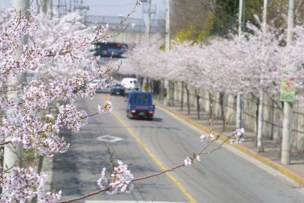 2002 벚꽃십리길 의 사진19