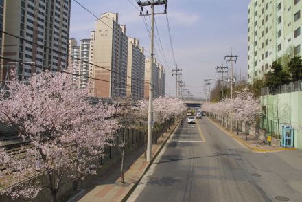 2002 벚꽃십리길 의 사진21