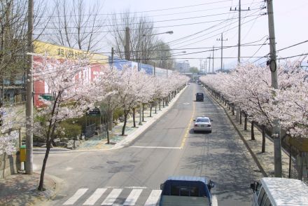2002 벚꽃십리길 의 사진22