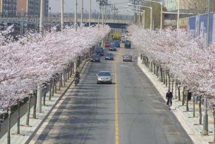 2002 벚꽃십리길 의 사진25