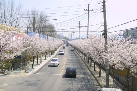 2002 벚꽃십리길 의 사진26