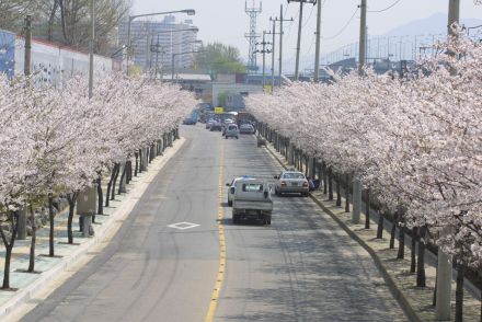 2002 벚꽃십리길 의 사진28