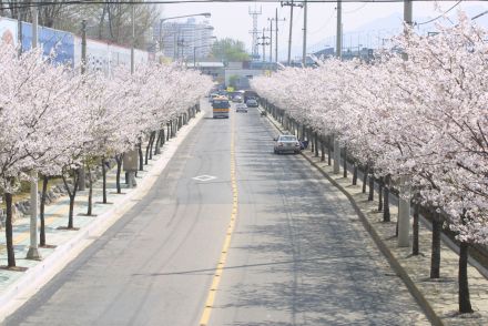 2002 벚꽃십리길 의 사진29