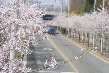 2002 벚꽃십리길 의 사진33