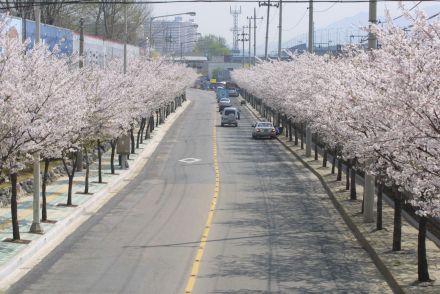 2002 벚꽃십리길 의 사진34
