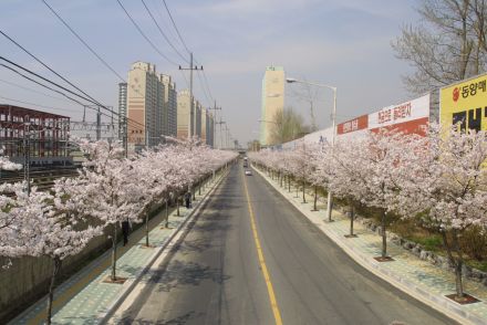 2002 벚꽃십리길 의 사진35
