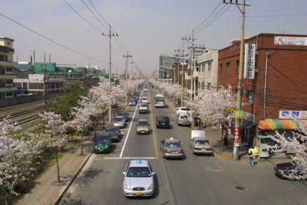 2002 벚꽃십리길 의 사진36