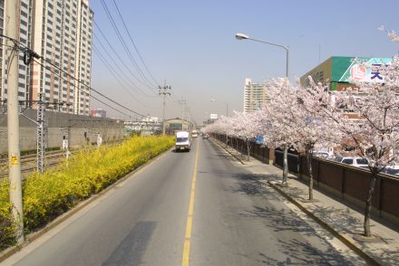 2002 벚꽃십리길 의 사진37
