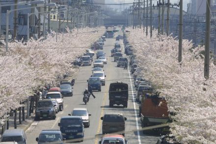 2002 벚꽃십리길 의 사진39