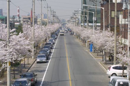 2002 벚꽃십리길 의 사진40