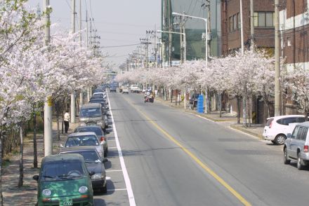 2002 벚꽃십리길 의 사진41