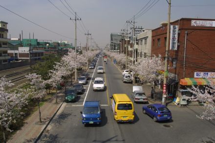 2002 벚꽃십리길 의 사진42