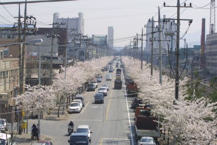 2002 벚꽃십리길 의 사진43