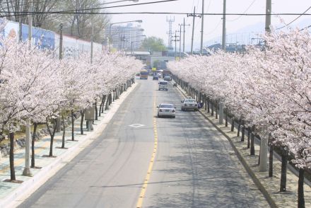 2002 벚꽃십리길 의 사진45