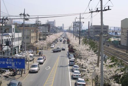 2002 벚꽃십리길 의 사진48