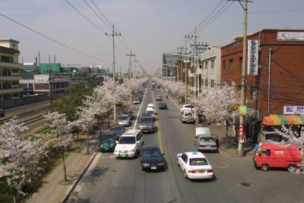 2002 벚꽃십리길 의 사진52