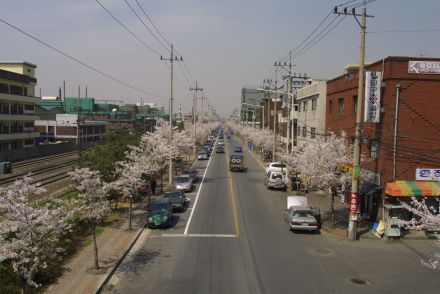 2002 벚꽃십리길 의 사진55