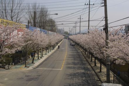 2002 벚꽃십리길 의 사진56