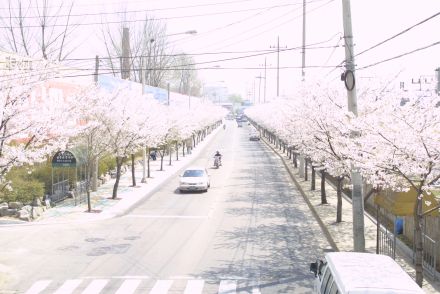 2002 벚꽃십리길 의 사진57