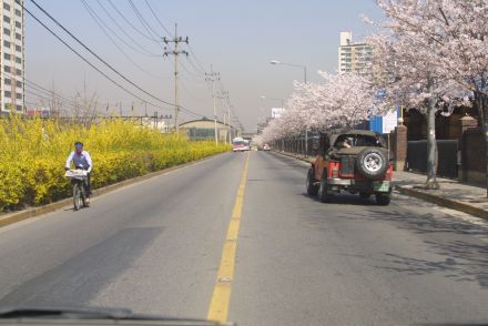 2002 벚꽃십리길 의 사진61