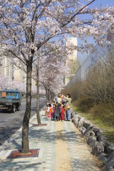 2002 벚꽃십리길 의 사진63