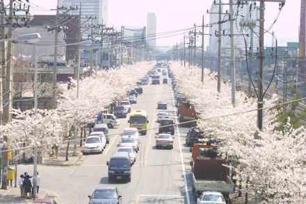 2002 벚꽃십리길 의 사진69