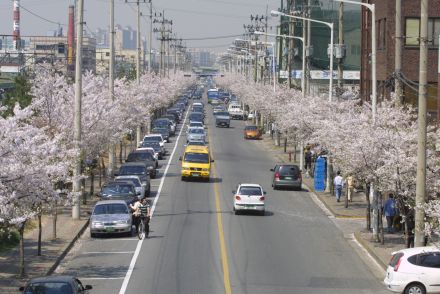 2002 벚꽃십리길 의 사진70