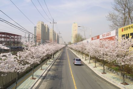2002 벚꽃십리길 의 사진72