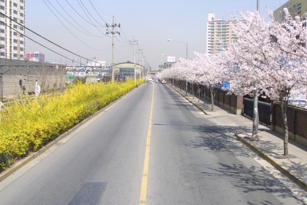 2002 벚꽃십리길 의 사진73