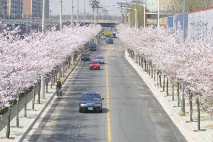 2002 벚꽃십리길 의 사진76